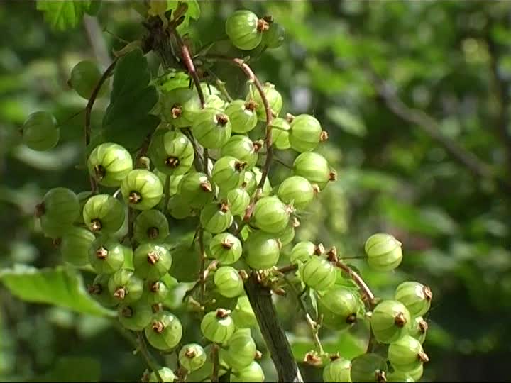 432373179-currant-baya-verde-sol